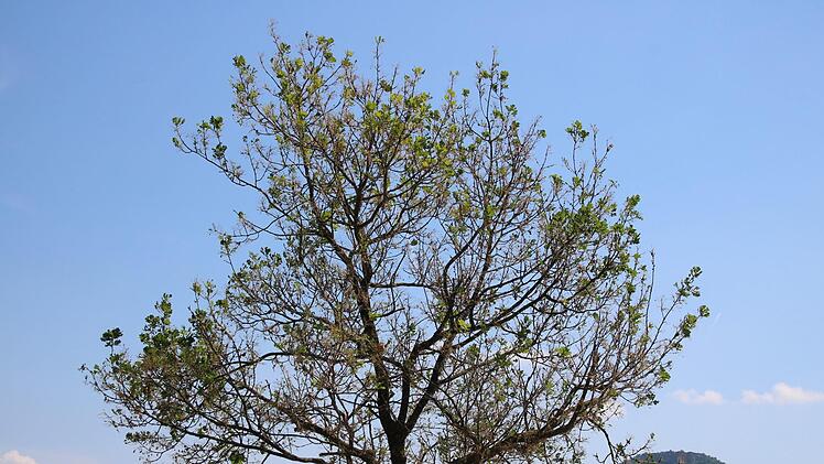 Schon von weitem ist der jungen Eiche am Frankenring anzusehen, dass sie von den Schädlingen befallen ist.Matthias Einwag