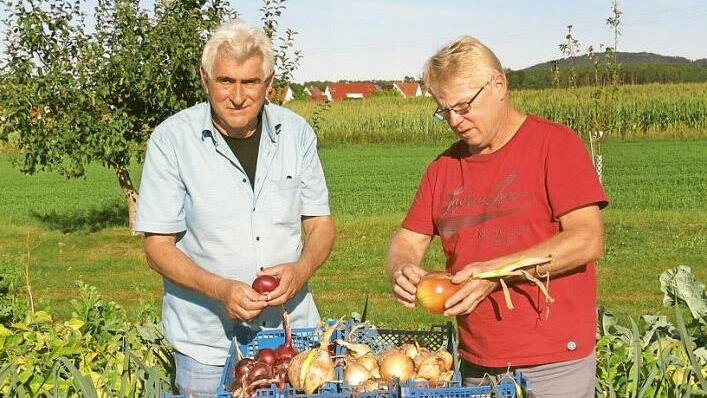 Alfons Bischof (l.), der Vorsitzende des Obst- und Gartenbauvereins, und Edmund Reck, Spezialist für die gärtnerischen Arbeiten, ernten in Recks Garten an der Baiersdorfer Straße in Hagenau.  Foto: Dagmar Niemann