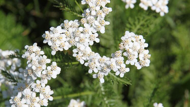 Schafgarbe: Die Schafgarbe wächst ab März/April. Die jungen Blätter eignen sich gut für Salate. Kleinpüriert und getrocknet mischt Edith Wagner die Schafgarbe zusammen mit anderen Käutern und Meersalz und hat so ihr eigenes Kräutersalz. Als herb schmeckender Tee wirk Schafgarbe beruhigend auf den Magen. Schafgarbe ist zudem gut für die Haut und Frauenleiden.