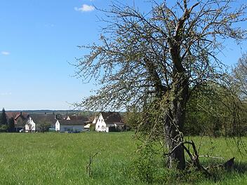 Im neuen Baugebiet "Mahlrain-Nord" in Oberhaid wird dieser für den Naturschutz bedeutende Baum erhalten bleiben. Foto: Joachim Karl