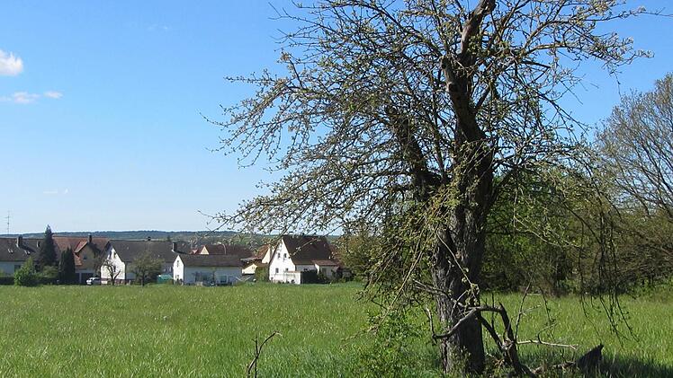 Im neuen Baugebiet "Mahlrain-Nord" in Oberhaid wird dieser für den Naturschutz bedeutende Baum erhalten bleiben. Foto: Joachim Karl
