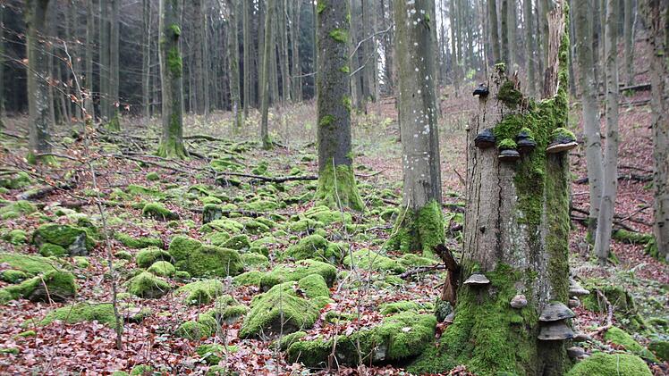 Sie ist schon im Soll-Zustand: Buchenwälder und...