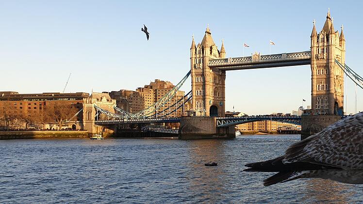 Die Tower Bridge und eine freche Möwe  Foto: Lukas Klatt