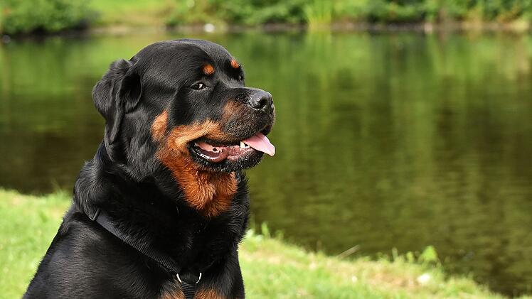 Der Rottweiler ist ein schwerer, stämmiger Hund, der alleine durch seine Erscheinung Respekt einflößt.