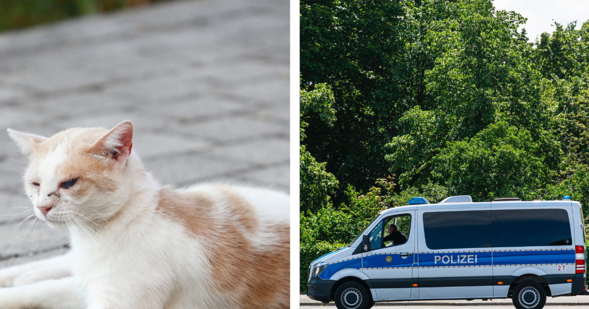 Nordrhein-Westfahlen: Polizisten überfahren verwundete Katze mit ...