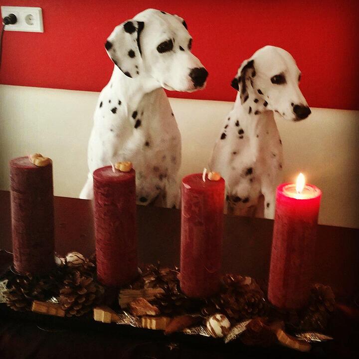 Lesergalerie: Adventskränze