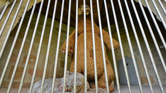 Von Nahem sieht man es: Die Ersatz-Burgb&auml;ren sind nicht mehr ganz so fit. Foto: Ronald Rinklef