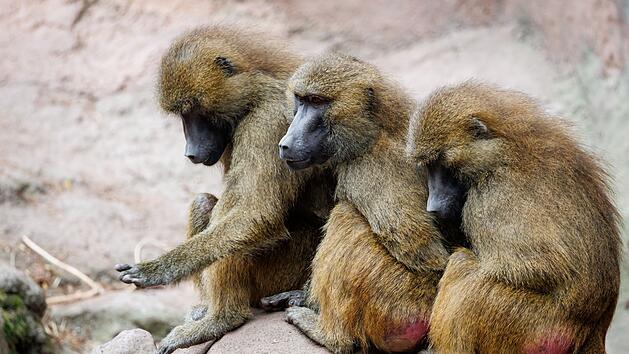 Pavian-Nachwuchs im Tiergarten N&uuml;rnberg - T&ouml;tung weiter eine Option