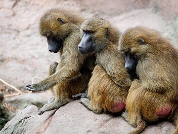 Pavian-Nachwuchs im Tiergarten N&uuml;rnberg - T&ouml;tung weiter eine Option