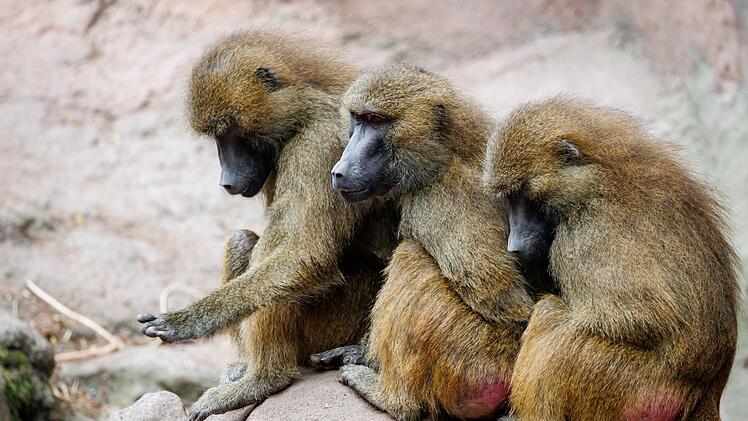 Pavian-Nachwuchs im Tiergarten N&uuml;rnberg - T&ouml;tung weiter eine Option