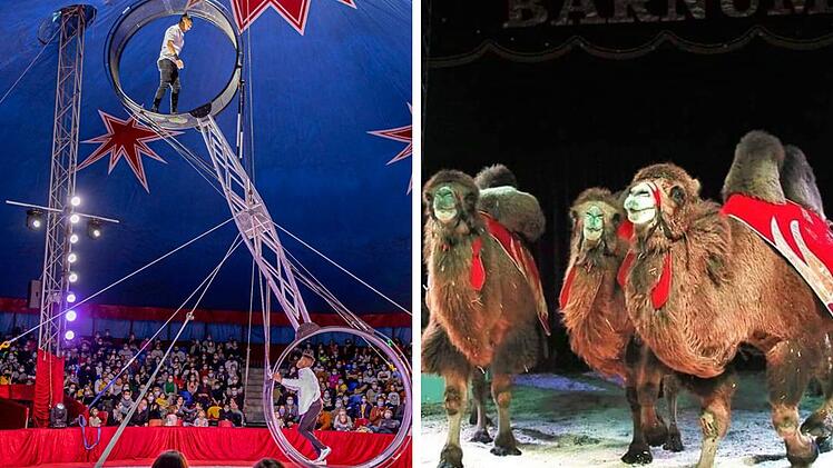 Nürnberg: Weihnachtscircus kehrt in Metropolregion zurück - "Spannung pur"