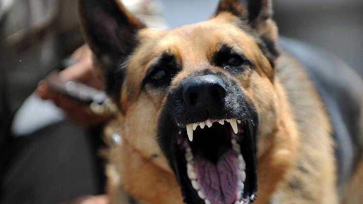 Ein Schäferhund hat in Krauschwitz  seine Besitzerin attackiert und schwer verletzt. Als der Hund auch noch die Helfer behinderte, griff die Polizei zur Waffe.  Symbolbild: pixabay/skeeze