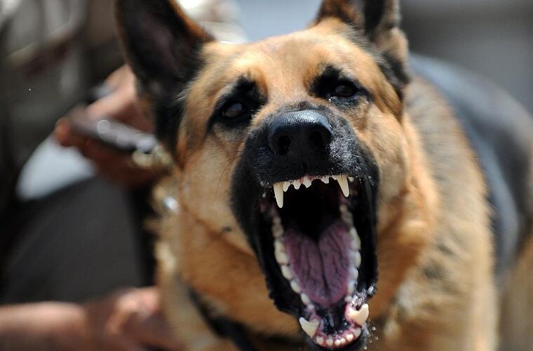 Weitramsdorf: Fahrradfahrer (68) wird von Schäferhund attackiert - dreimal in Arm gebissen