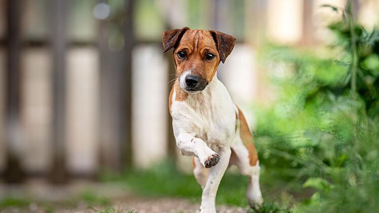 Tierheim Nürnberg: Hund Goofy wartet schon fast ein Jahr - hat "ein paar Besonderheiten"