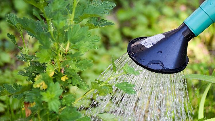 Wasser sparen im Garten: die besten Tipps.