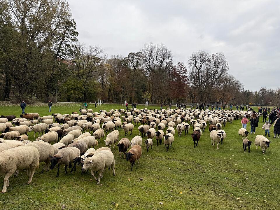 Hunderte Schafe ziehen durch Nürnberg - Naturspektakel in Bildern