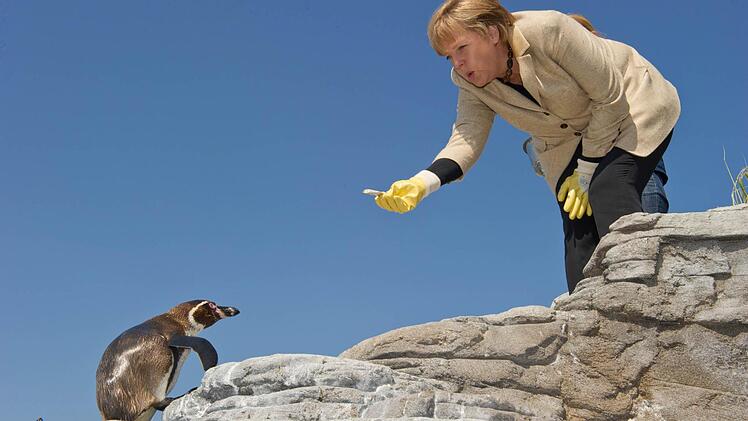 Bundeskanzlerin Angela Merkel (CDU) lockt am 06. Mai 2011 bei einem Besuch in Mecklenburg-Vorpommern die Pinguine auf dem Dach des Ozeaneums in Stralsund mit einem Leckerbissen. Merkel hat dort die Patenschaft für Pinguin-Dame Alexandra übernommen. Foto: Stefan Sauer/dpa