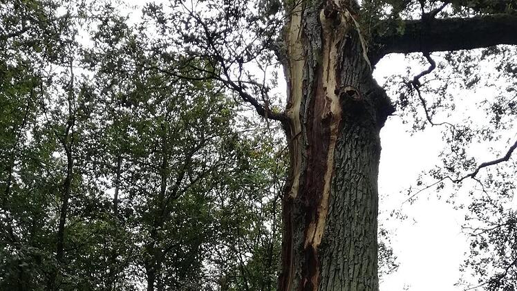 Vom Stamm bis zur Krone ist die alte Eiche gespalten. Foto: Fabian Nöth