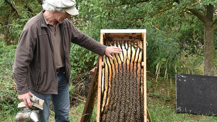 Mit der duftenden Räucherlampe öffnet Robert Müller einen Bienenkasten und zeigt, wie die Bienen ihre Waben bauen. Foto: Gabi Arnold