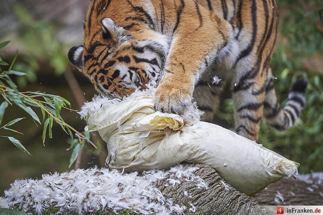Tigerdame Katinka spielt Kissenschlacht im Tiergarten Nürnberg