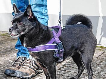Teddy: Die &bdquo;arme Socke&ldquo; will raus