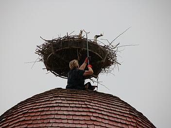 Trotz des Regens beobachteten gestern Passanten Elisabeth Assmann beim Füttern der Störche. Foto: Ralf Ruppert