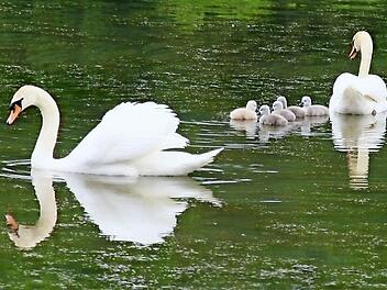 Auf den Rothsee in Wimmelbach haben die Elterntiere die fünf kleinen Schwäne gebracht. Fotos: Galster