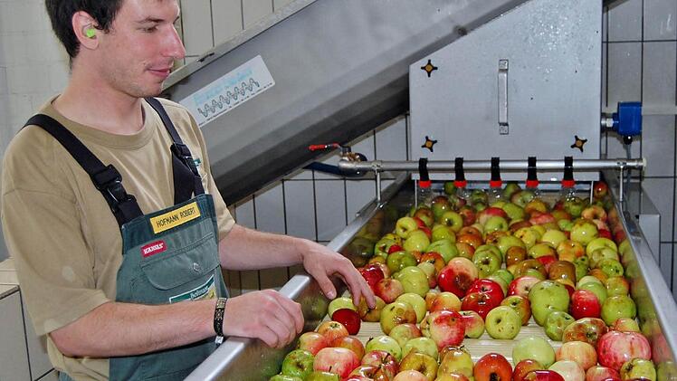 Familienmitglied Robert Hofmann sortiert am Ausleseband mangelhafte Äpfel aus.