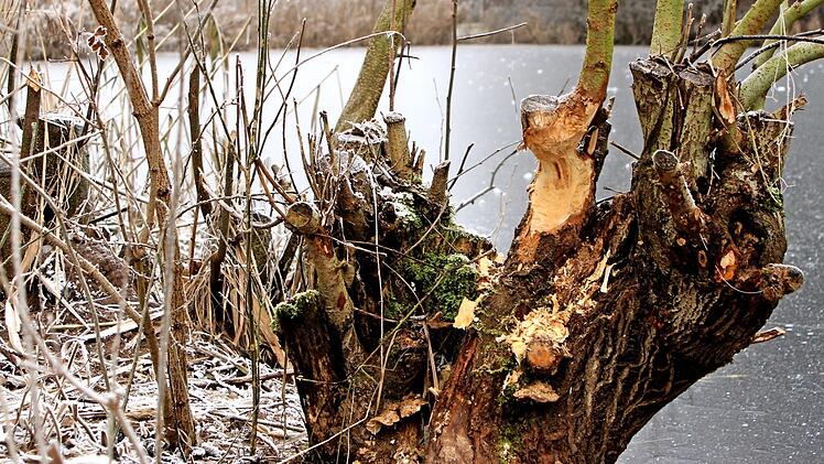 Der Biber schreckt auch vor größeren Stämmen und Ästen nicht zurück und knabbert sie, hier im Raum Kirchlauter.  Foto: Günther Geiling