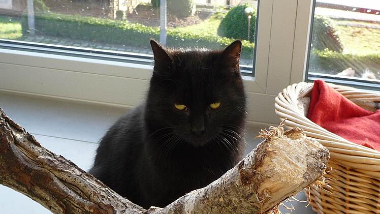Mittlerweile ist Artos gar nicht mehr scheu, vielmehr nutzt er den prächtigen Katzenbaum. Foto: Rottmann