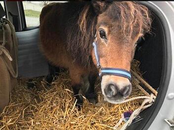 Das Pony war mit einem Seil an einer Haltung festgemacht. Im Kofferraum verteilte der 72-J&auml;hrige Stroh, wie in einer Pferdebox. Foto: Polizei Ober&ouml;sterreich