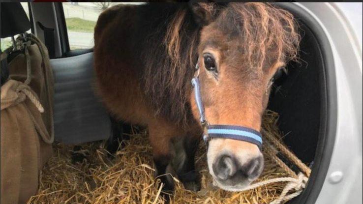 Das Pony war mit einem Seil an einer Haltung festgemacht. Im Kofferraum verteilte der 72-J&auml;hrige Stroh, wie in einer Pferdebox. Foto: Polizei Ober&ouml;sterreich