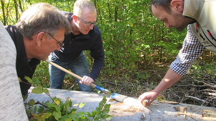 Der Buchenborkenkäfer breitet sich besonders in Trockenjahren aus. Doch er ist nur eine von mehreren Spezies, denn auch andere Baumarten sind betroffen.  Foto: Winfried Ehling