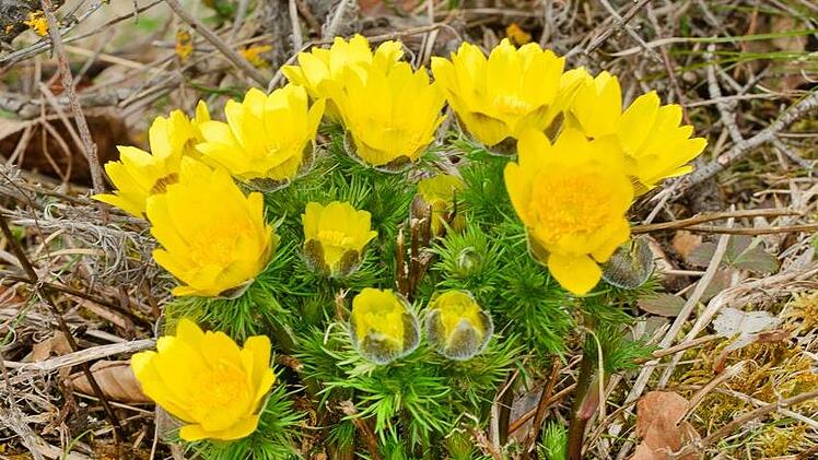 Knospen und Bl&uuml;te des Fr&uuml;hlings-Adonisr&ouml;schen recken sich aus dem Boden