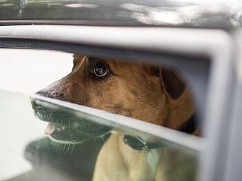 Tierische Hitze in Bamberger Autos - zwei Hunde eingesperrt