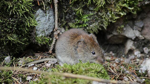 Neues Coronavirus in Rötelmäusen entdeckt