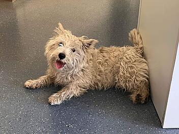 Fischbach: Hund kurz vor den Sommerferien auf der A9 ausgesetzt? Polizei alarmiert Tierschützer