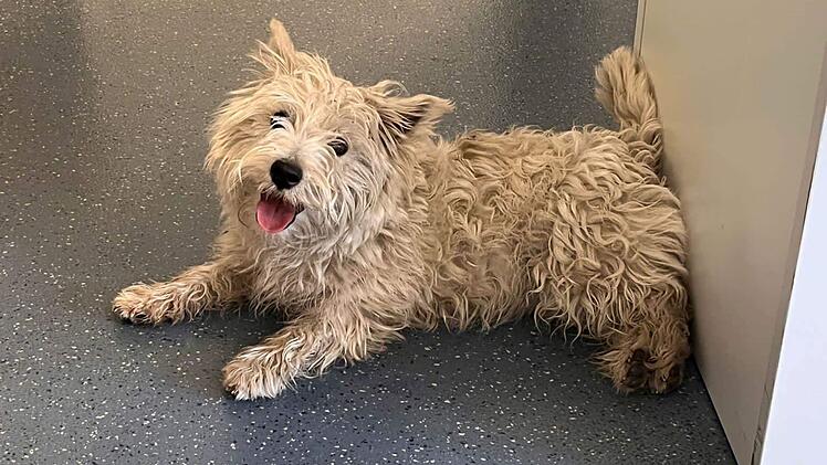 Fischbach: Hund kurz vor den Sommerferien auf der A9 ausgesetzt? Polizei alarmiert Tierschützer