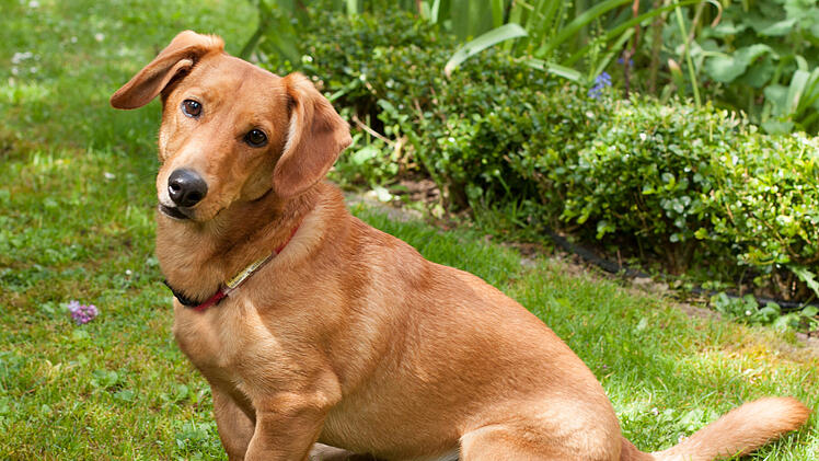 Hund in Franken: Osio muss schmerzhafte Trennung von Frauchen verkraften - "leider nicht möglich"