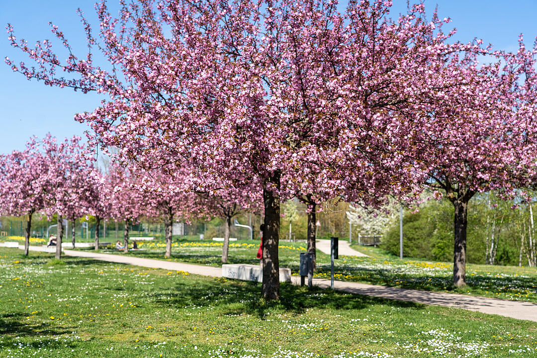 Wundersch&ouml;ne Naturfotos aus Bamberg.