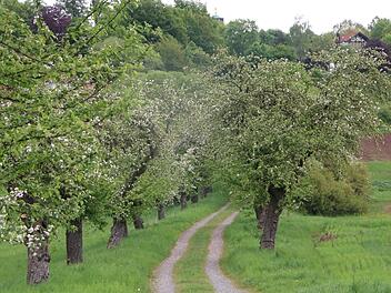 So schön ist der Frühling: Wunderbar blühen die alten Apfelbäume in der Allee  am ... in Kulmbach. Foto: Stephan Tiroch