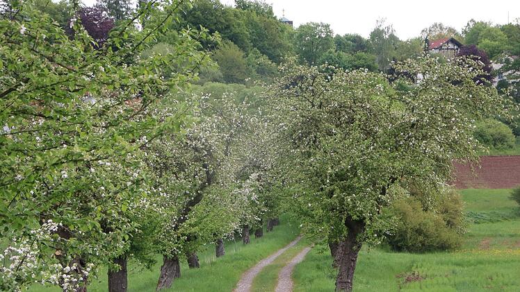 So schön ist der Frühling: Wunderbar blühen die alten Apfelbäume in der Allee  am ... in Kulmbach. Foto: Stephan Tiroch