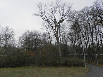 Auch im Luisenhain müssen Bäume gefällt werden, unter anderem ein in Richtung Tennishalle geneigter Bergahorn, dessen Stand- und Bruchsicherheit bereits stark beeinträchtigt sein soll. Fotos: Gartenamt der Stadt Bamberg