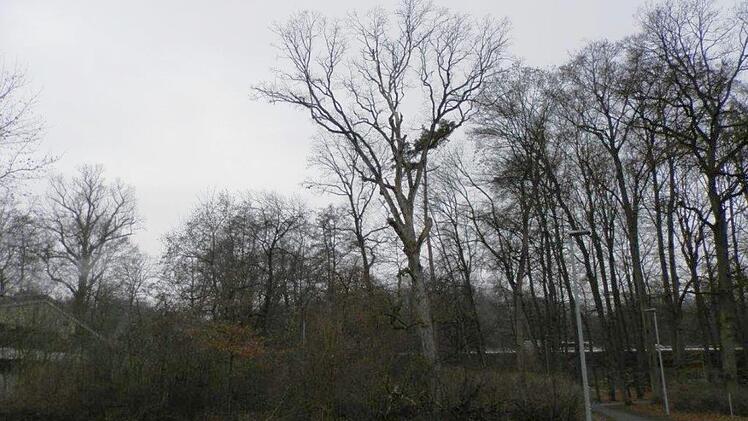 Auch im Luisenhain müssen Bäume gefällt werden, unter anderem ein in Richtung Tennishalle geneigter Bergahorn, dessen Stand- und Bruchsicherheit bereits stark beeinträchtigt sein soll. Fotos: Gartenamt der Stadt Bamberg