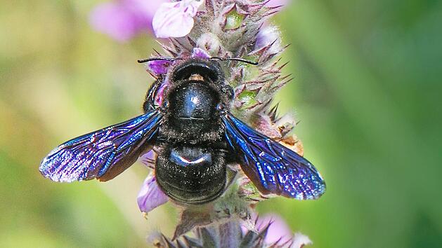 Die blaue Holzbiene ist eine w&auml;rmeliebende gro&szlig;e Wildbiene.  Foto: Archiv