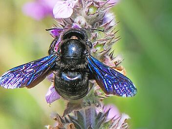 Die blaue Holzbiene ist eine wärmeliebende große Wildbiene.  Foto: Archiv