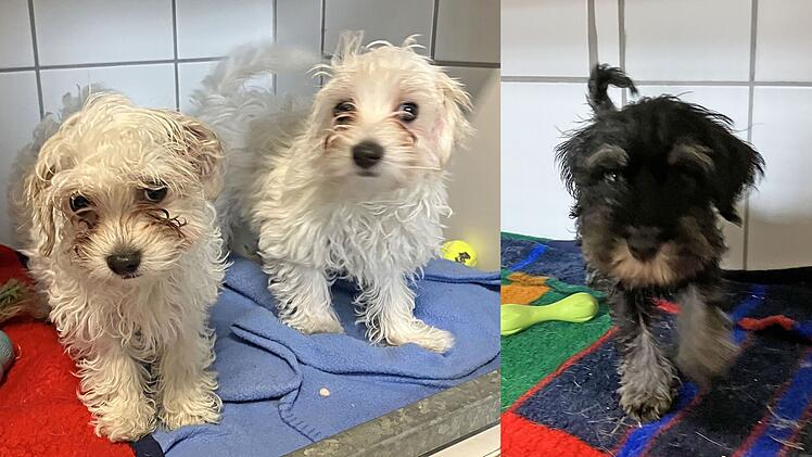 Tierheim Roth nimmt 29 Hundewelpen auf - Tierschützer arbeiten bis zu 19 Stunden pro Tag