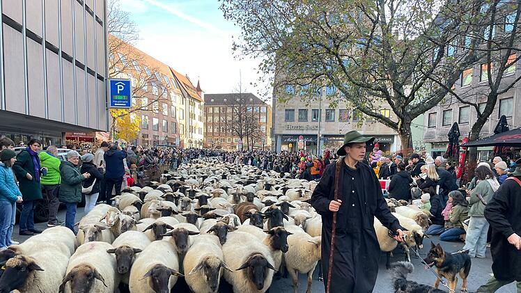 Hunderte Schafe ziehen durch Nürnberg