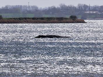 Buckelwal liegt weiter in Wismarbucht