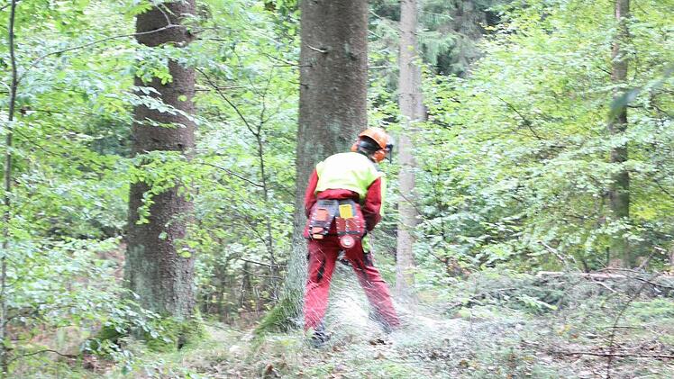 Ein Waldarbeiter sägt einen Baum ab, der später vom Harvester entastet wird.  Foto: Friedwald Schedel